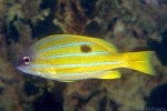 Enlarged Image of 'Lutjanus quinquelineatus'