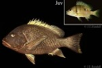 Enlarged Image of 'Lutjanus rivulatus'