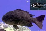 Black Snapper (Macolor niger)