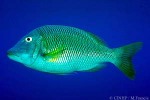 Pacific Yellowtail Emperor (Lethrinus atkinsoni)