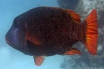 Enlarged Image of 'Lethrinus erythracanthus'