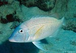Enlarged Image of 'Lethrinus nebulosus'