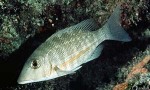 Yellowstripe Emperor (Lethrinus obsoletus  QQNSims)