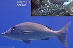 Longface Emperor (Lethrinus olivaceus)