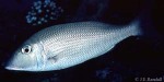 What Am I? Click to display answer!