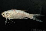 Enlarged Image of 'Polydactylus sexfilis'