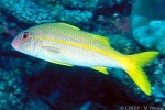 Yellowfin Goatfish (Mulloidichthys vanicolensis)