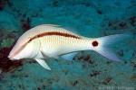 Dash-and-dot Goatfish (Parupeneus barberinus)