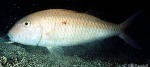Enlarged Image of 'Parupeneus heptacanthus'