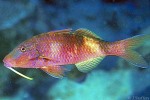 Enlarged Image of 'Parupeneus multifasciatus'