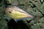 Enlarged Image of 'Pempheris oualensis'