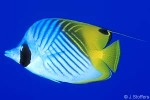 Enlarged Image of 'Chaetodon auriga'