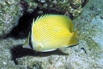 Enlarged Image of 'Chaetodon citrinellus'