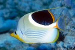 Enlarged Image of 'Chaetodon ephippium'