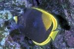 Enlarged Image of 'Chaetodon flavirostris'