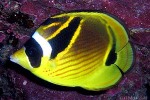 Racoon Butterflyfish (Chaetodon lunula)