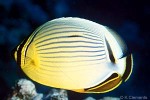 Redfin Butterflyfish (Chaetodon lunulatus)