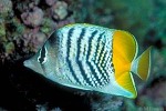 Enlarged Image of 'Chaetodon mertensii'