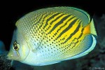 Enlarged Image of 'Chaetodon pelewensis'