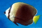 Enlarged Image of 'Chaetodon trichrous'