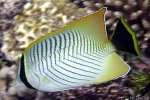 Enlarged Image of 'Chaetodon trifascialis'