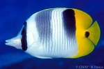 Enlarged Image of 'Chaetodon ulietensis'