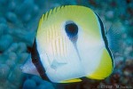 Enlarged Image of 'Chaetodon unimaculatus'