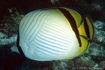 Enlarged Image of 'Chaetodon vagabundus'