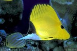 What Am I? Click to display answer!