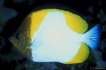 What Am I? Click to display answer!