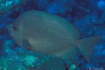 Enlarged Image of 'Hemitaurichthys thompsoni'