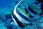 Enlarged Image of 'Heniochus acuminatus'