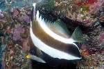 Enlarged Image of 'Heniochus chrysostomus'