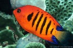 Flame Angelfish (Centropyge loriculus)