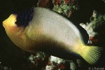 Enlarged Image of 'Centropyge multicolor'
