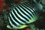 Enlarged Image of 'Centropyge multifasciatus'