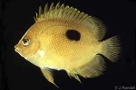 Enlarged Image of 'Centropyge narcosis'
