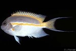 Enlarged Image of 'Genicanthus bellus'