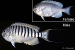 Enlarged Image of 'Genicanthus spinus'