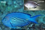 Enlarged Image of 'Genicanthus watanabei'