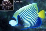 Emperor Angelfish (Pomacanthus imperator)