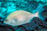 Enlarged Image of 'Kyphosus bigibbus'