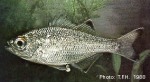 Enlarged Image of 'Kuhlia marginata'
