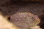 Enlarged Image of 'Cirrhitops hubbardi'