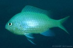 Enlarged Image of 'Chromis viridis'