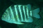 Enlarged Image of 'Abudefduf septemfasciatus'