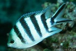 Enlarged Image of 'Abudefduf sexfasciatus'