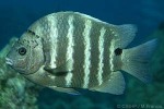 Blackspot Sergeant (Abudefduf sordidus)