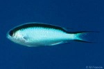Tahiti Damsel (Pomachromis fuscidorsalis)