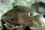 What Am I? Click to display answer!